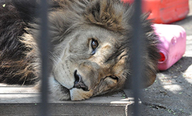 広報おびひろ令和5年7月号zooレターのライオンの写真