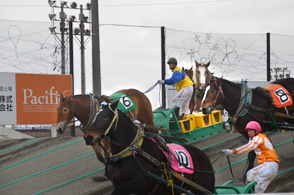 写真：今年度の「ばんえい十勝」が開幕しました2