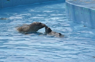 写真：おびひろ動物園　ゴマフアザラシの親子