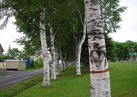 写真:白樺公園11