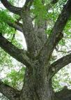 写真:はるにれ公園5