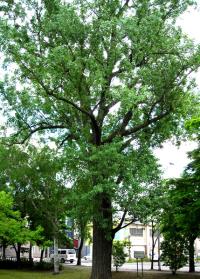 写真：北海道指定「さかえ公園ポプラ記念保護樹木」