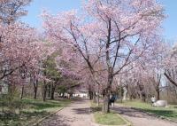 写真：桜の並木