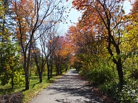 写真：運動施設区の園路