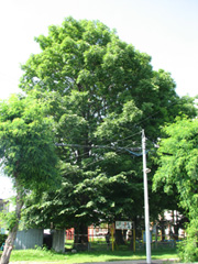 写真：帯広市の名木・巨木9