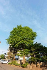 写真：イチョウ