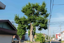 写真：クロビイタヤ