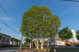 写真：プラタナス