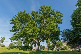 写真：ヤチダモ