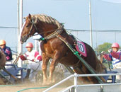 写真：ばんえい競馬