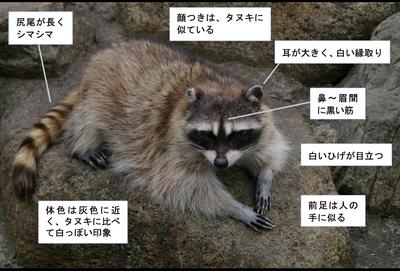 特定 外来 生物