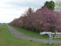写真：桜並木3