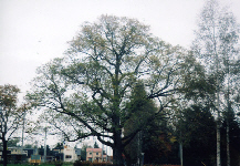 写真：はるにれ公園の巨樹1