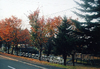 写真：自由が丘公園1