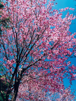 写真：とてっぽ通に咲く桜