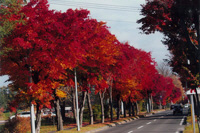 写真：公園東通の紅葉1