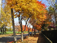 写真：公園東通の紅葉3