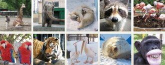 写真：帯広動物園いろいろな動物