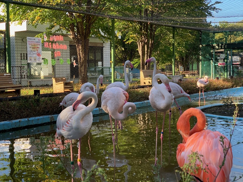 おびひろ動物園のフラミンゴ舎での活動