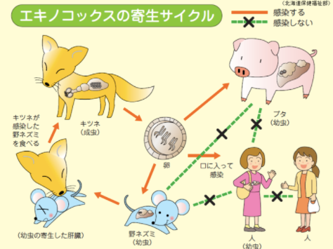 エキノコックスの寄生サイクルの図