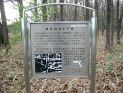 大正のカシワ林標示板写真