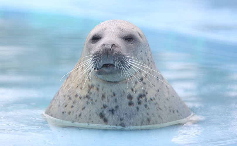 写真：ゆめ基金