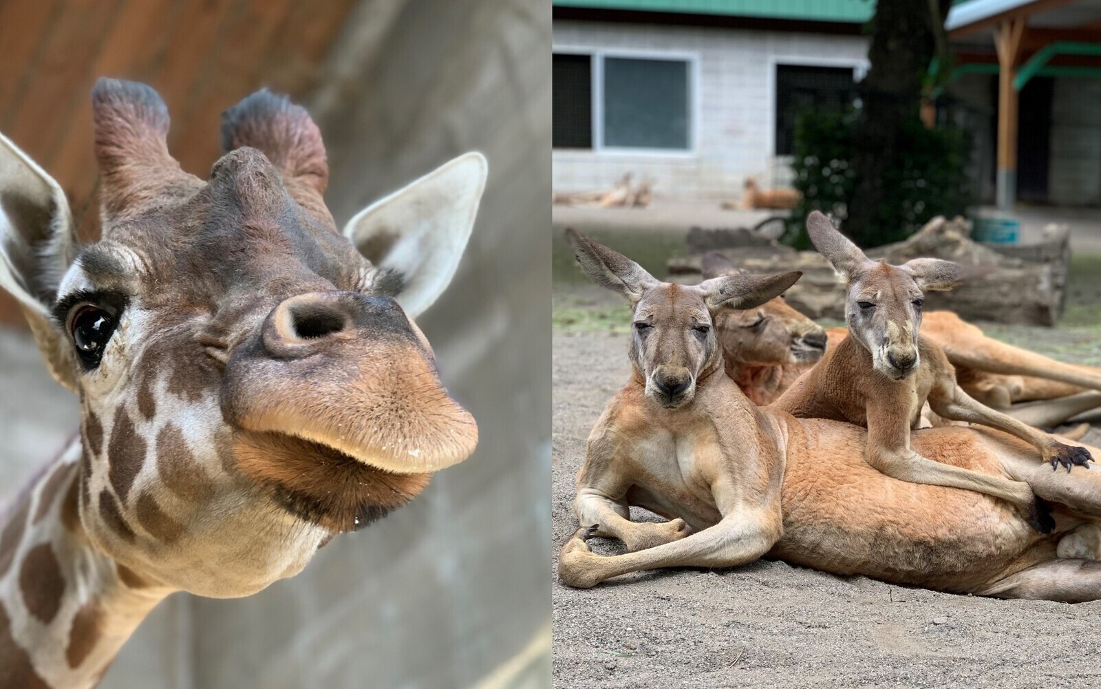 写真：カンガルーとキリン