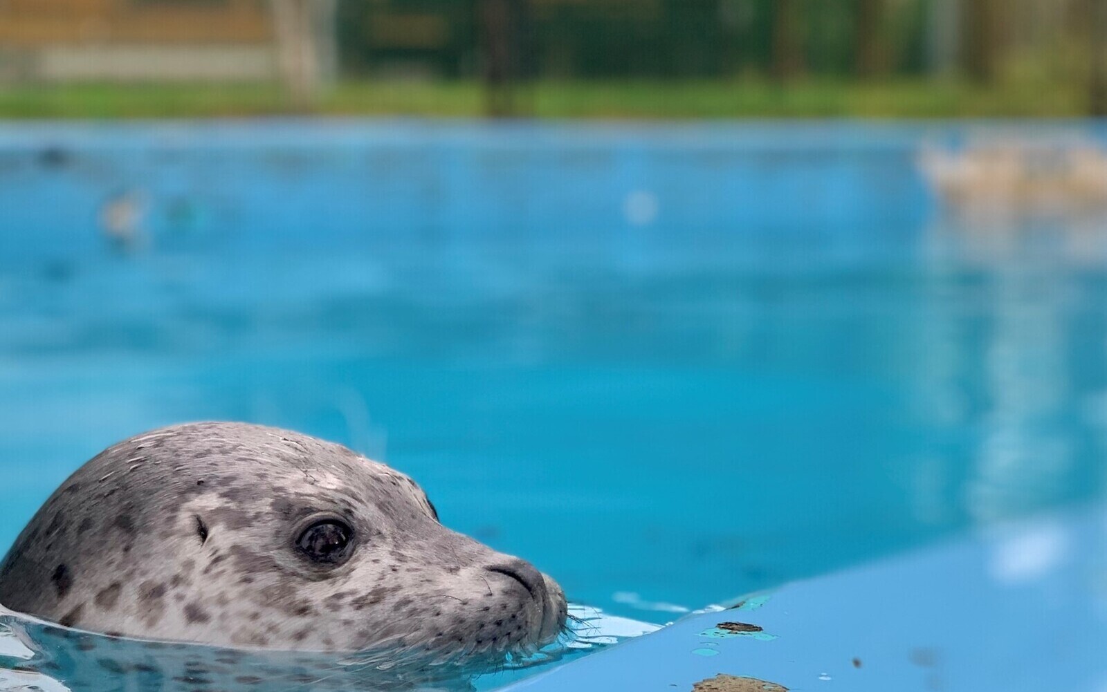 写真：アザラシ