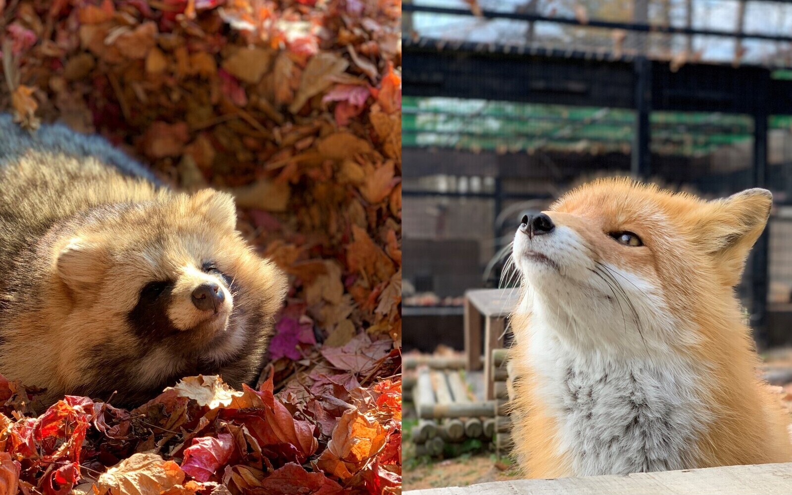 おびひろ動物園 帯広市ホームページ 十勝