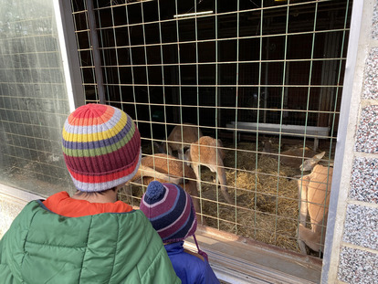 カンガルーを観察する様子