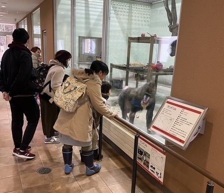 マンドリルのガイドの様子