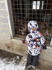 子どもがカンガルー舎を覗く様子