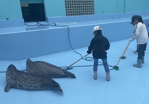 アザラシのプールを掃除する様子
