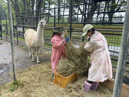 ラマの飼育作業