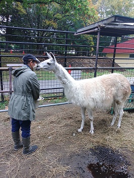 ラマが参加者のにおいを嗅いでいる様子