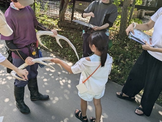 エゾシカの角を触っている様子