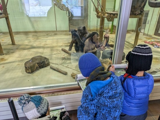 チンパンジーが道具を使用しているところを観察している様子