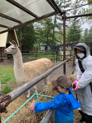 写真：親子飼育体験でラマに給餌している様子