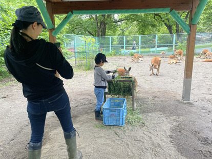 写真：親子飼育体験でカンガルーに給餌している様子