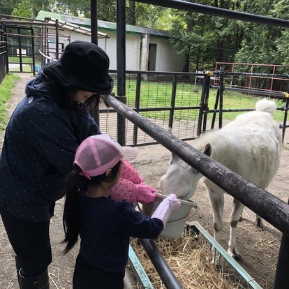 写真：親子飼育体験でラマに給餌している様子