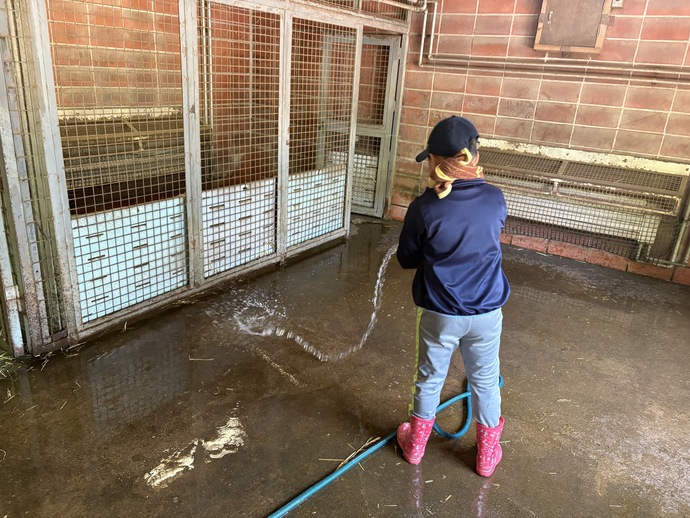 写真：親子飼育体験でアカカンガルーの寝室を水洗いしている様子