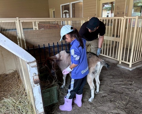 写真：親子飼育体験でヤギをブラッシングしている様子