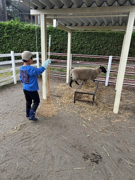 写真:親子飼育体験でヒツジの放飼場を清掃する様子