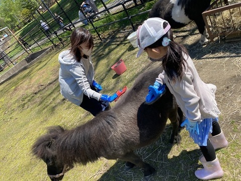 写真:親子飼育体験でミニチュアホースをブラッシングしている様子