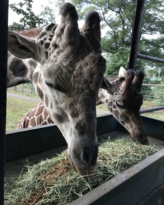 写真：アミメキリン餌