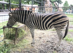 写真：チャップマンシマウマ餌