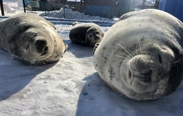 写真：ゴマフアザラシ1