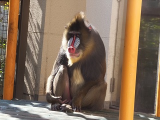 写真：マンドリル1