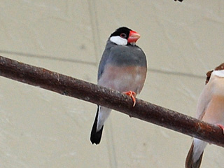 写真：サクラブンチョウ