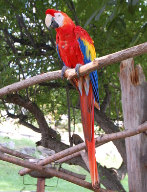 写真：アカコンゴウインコ